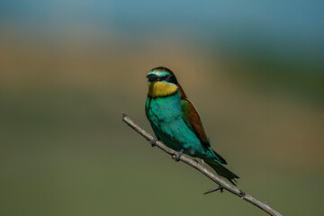 Wall Mural - European Bee-eater (Merops apiaster) perched on a branch.