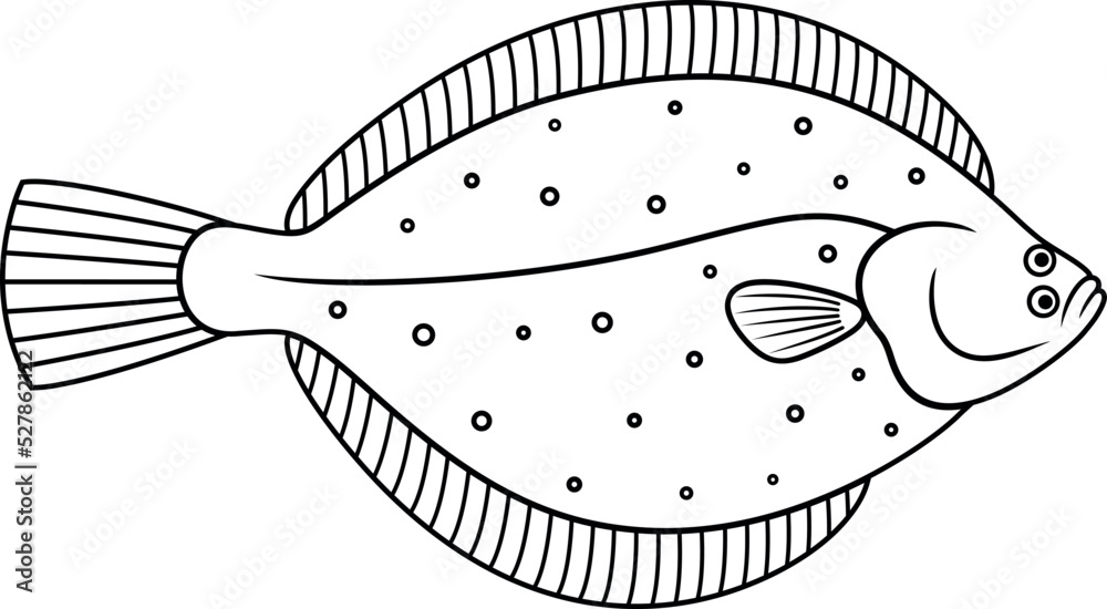 Olive flounder outline. Isolated flounder on white background
