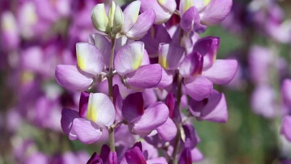 Wall Mural - Pink flowering axillary raceme inflorescences of Southern Mountain Lupine, Lupinus Albifrons Austromontanus, Fabaceae, native monoclinous evergreen subshrub in the San Bernardino Mountains, Summer.