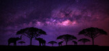 Fototapeta Łazienka - A herd of elephants is eating leaves on a tree. with the Milky Way in the background in the blue night sky. milky way and stars on dark background the universe is full of s