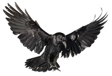 A Beautiful Raven (Corvus Corax) In Flight
