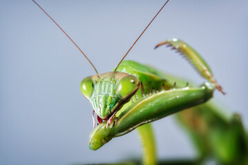 green praying mantis macro with sky background