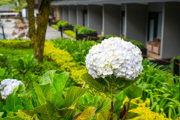 Wall Mural - Hydrangea common names hydrangea or hortensia, is a genus of over 75 species of flowering plants native to Asia and the Americas. Natural floral background. spring flowers.