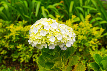 Wall Mural - Hydrangea common names hydrangea or hortensia, is a genus of over 75 species of flowering plants native to Asia and the Americas. Natural floral background. spring flowers.