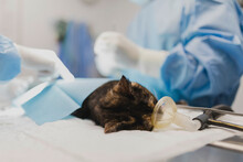 Doctors In Uniforms Operating Cat With Breathing Machine At Table In Surgery