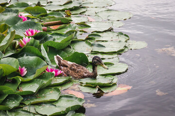 Birds and animals in wildlife concept. Male wild duck is looking for food among a beautiful water lily. Mallard Drake swims in the lake among the lotuses.