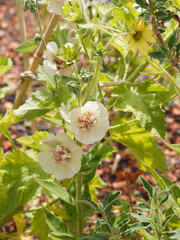 Poster - Alcalthaea suffrutescens 'Parkallee', Althéa arbustif à floraison blanc crème à blanc ivoire satinée sur tiges souples et trapues au feuillage lobé, poilu gris vert