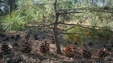 Pine Cones In The Forest.Many Large Dry Cones Stand In A Row Under A Small Tree, Christmas Tree