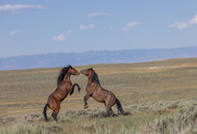 Wild Horse Stallions Fighting In The Wyomign Desert In Summer