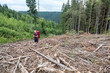 Tourist hiker and clearcut logging in the Carpathian forest, cut down and remove every tree