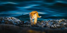 A Kitten By The Sea In The Morning.