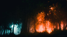Lights Disperse Through A Foggy Forest At Night.