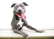 A happy blue and white Pit Bull Terrier mixed breed dog with its paws up on a bench and its tongue out, with a transparent background