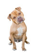 A Pit Bull Terrier x Mastiff mixed breed dog listening with a curious expression and head tilt, on a transparent background