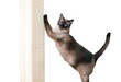 A purebred Siamese cat with seal point markings and blue eyes using a scratching post, with a transparent background