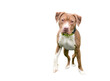 A friendly red and white Pit Bull Terrier mixed breed dog looking at the camera, with a transparent background