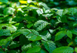 Hornbeam, green leaves