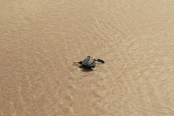 Wall Mural - Sea Turtle hatchling ride to the ocean, Indian Ocean, Sri Lanka