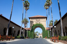 Stanford California Gate Palms