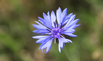 blue flower on a meadow