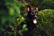 Black German Shepherd Dog, working line shepherd. Portrait of a black dog looking out of green shrubs. Dog outdoors at a park. Purebred Headshot. 