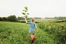 Girl Walking In A Field Holding A Sunflower Up High