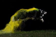 Dog Border Collie Jump With The Yellow Powder Black Background