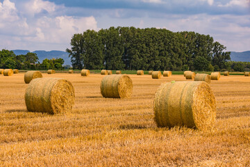 Bales of hay in a field in front of trees after the harvest in summer