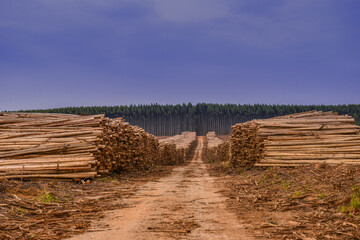 Wall Mural - Timber Logging Wood Piles 