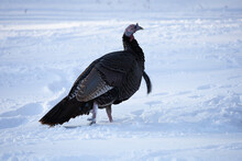 Turkeys At Lone Elk Park In The Winter With Snow On The Ground