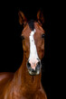 Edgewise head portrait of a brown bay warmblood horse in front of black background