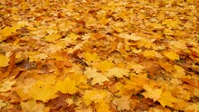 Foliage Autumn Concept. Slow Motion Autumn Background Leaf Covered Leaves Park Falling. Foliage Background Orange Maple Forest Walk Autumn Park Fall Leaves Ground. Abstract Leaves Maple Fall Season