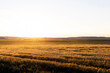 © rsooll - Sunset on an agricultural field in the summer