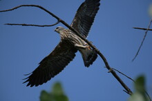 Mississippi Kite Juvenile Spreading Wings