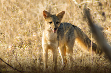 cachorro do mato, Crab-eating fox Cerdocyon thous