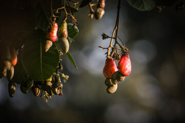 Wall Mural - Beautiful cashew apple fruits on the branch ,with selective focus.