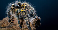 Grammostola Pulchripes Tarantula (Chaco Golden Knee) On Dark Blue  Background. Large Tarantula With Yellow And Black Hair On Log. Studio Shot