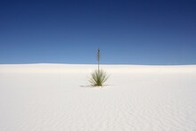 Plant In The Desert With White Sand And Blue Sky