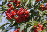 Fototapeta Boho - Red Berries on a Branch