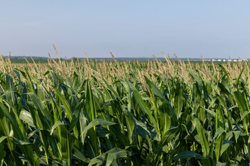 Green corn illuminated by sunlight