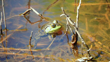 Frog In The Pond