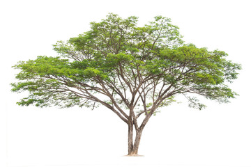 Wall Mural - samanea saman, rain tree, isolated on white background.