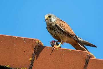 Wall Mural - Turmfalke (Falco tinnunculus) Männchen