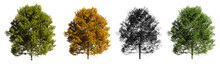 Collection Of Trees Isolated On Transparent Background. 3d Rendering Illustration.