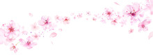 春の花：風に乗って流れる桜と花びらの背景。水彩イラスト。ルーズタッチ。（透過背景）
