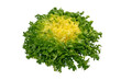 Endyve or cichorium endivia or frisee salad head isolated transparent png