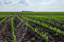 Corn Field With Young Plants On Fertile Soil, Close-up With Bright Green On Dark Brown