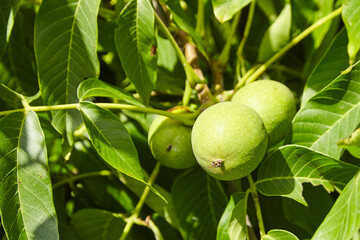 Canvas Print - Walnut tree with walnut fruit in green pericarp