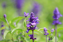 A Lavendel Lavandula Angustifolia, Field Of Lavender, Lavandula Angustifolia, Lavandula Officinalis