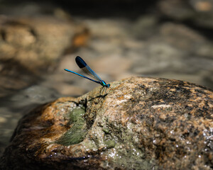 Wall Mural - insect, nature, macro, 